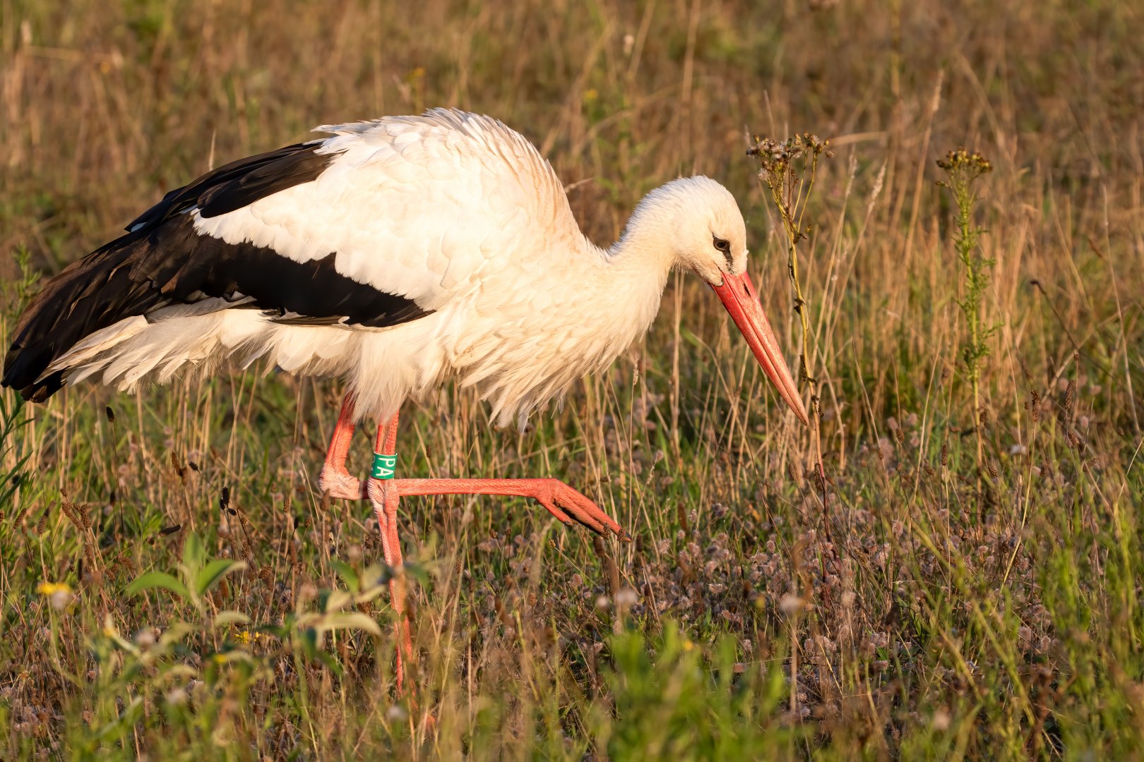 White Stork / Watatunga / 1-9-20