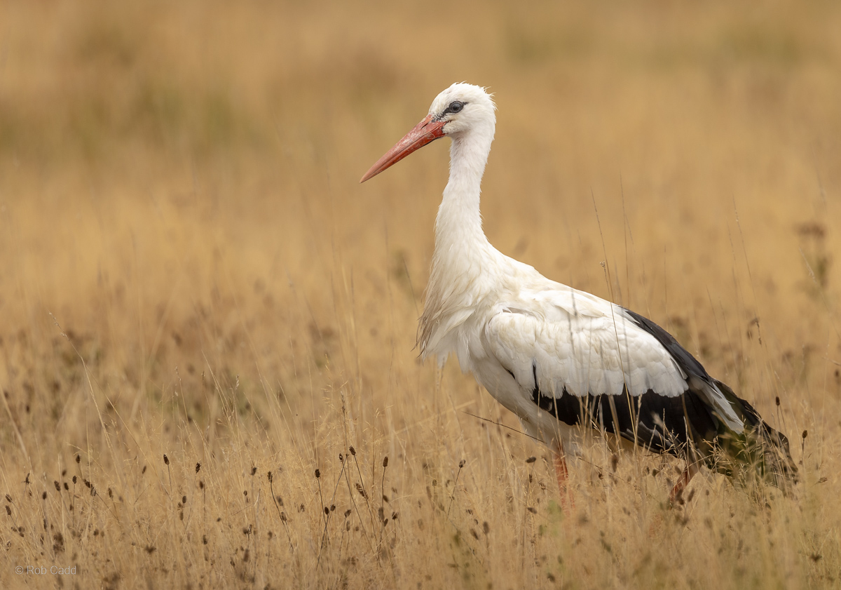White stork : Watatunga : 22 Sep 2024