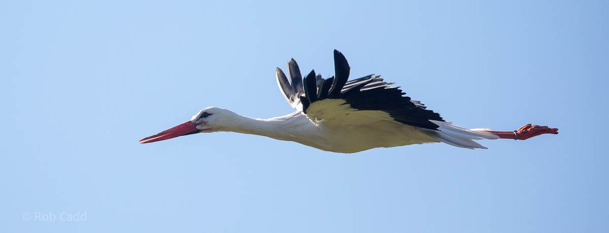 White stork : Whipsnade : 27 Sep 2015