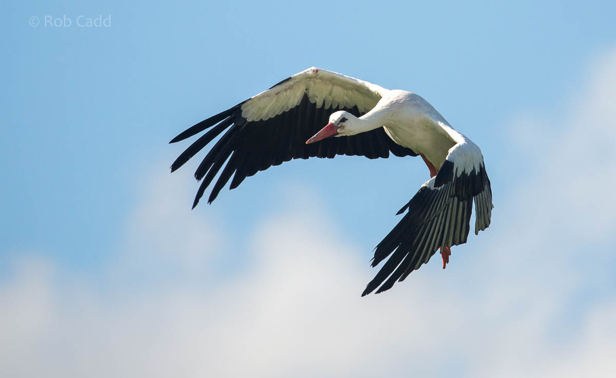 White stork : Whipsnade : 27 Sep 2015