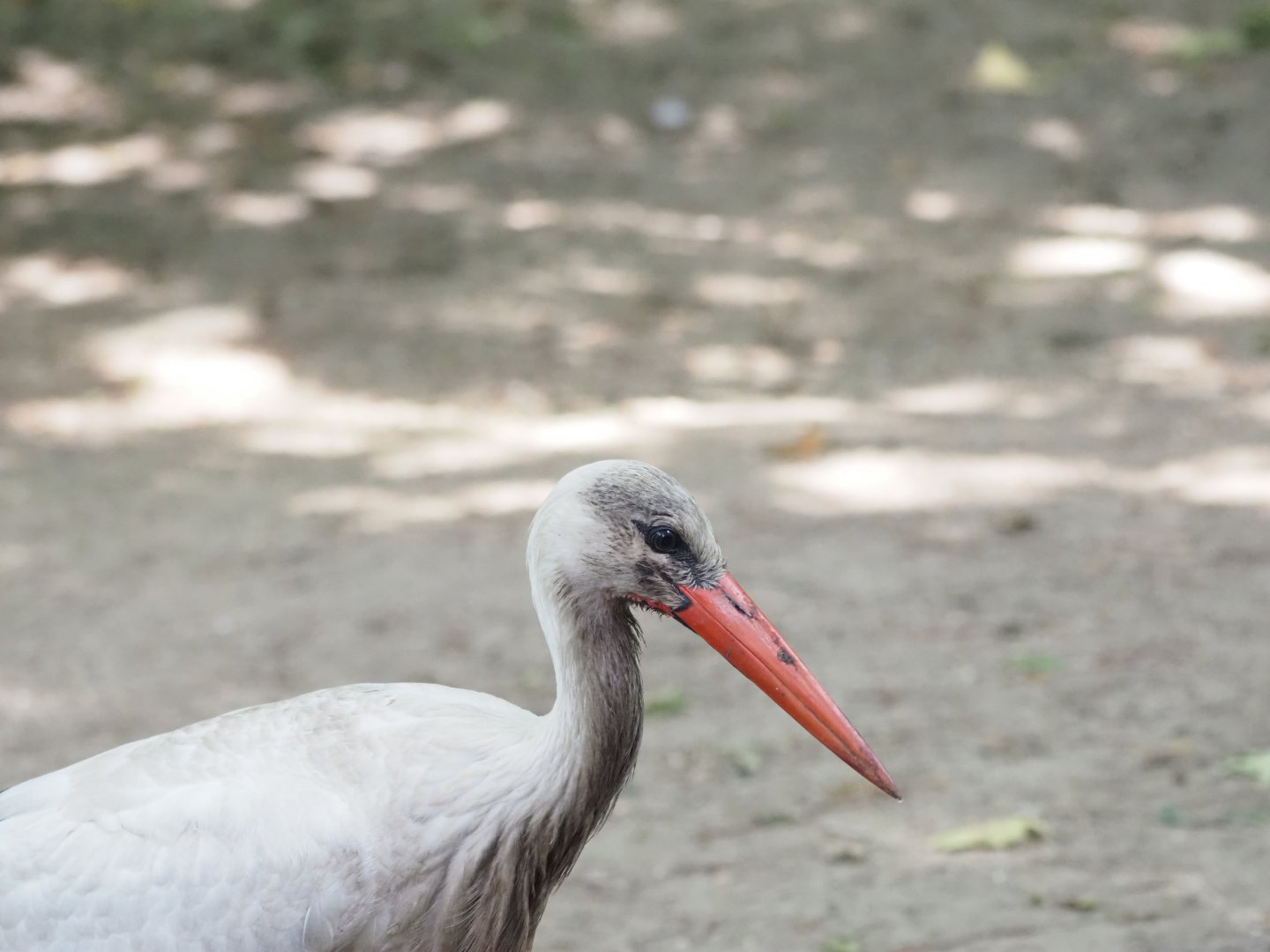 White Stork (Wild)