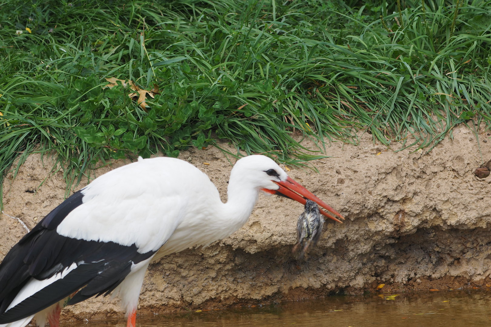 White Stork With House Sparrow(?) Carcass