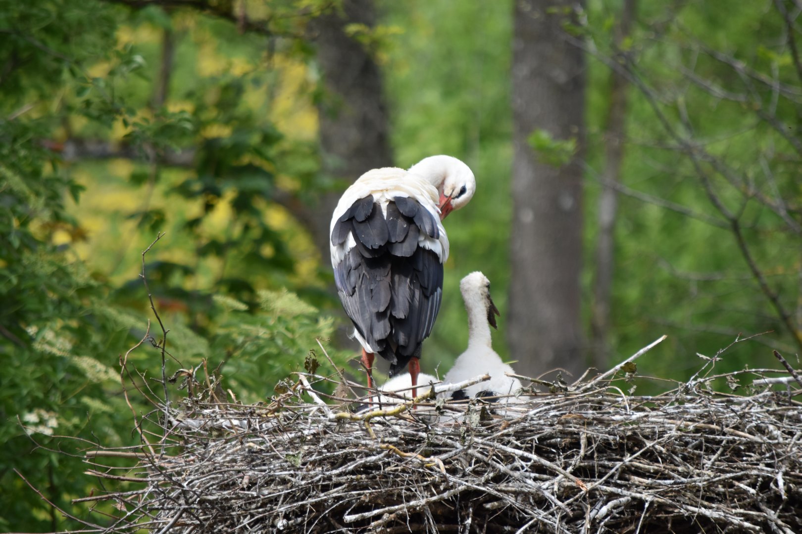 White stork with young May 2019
