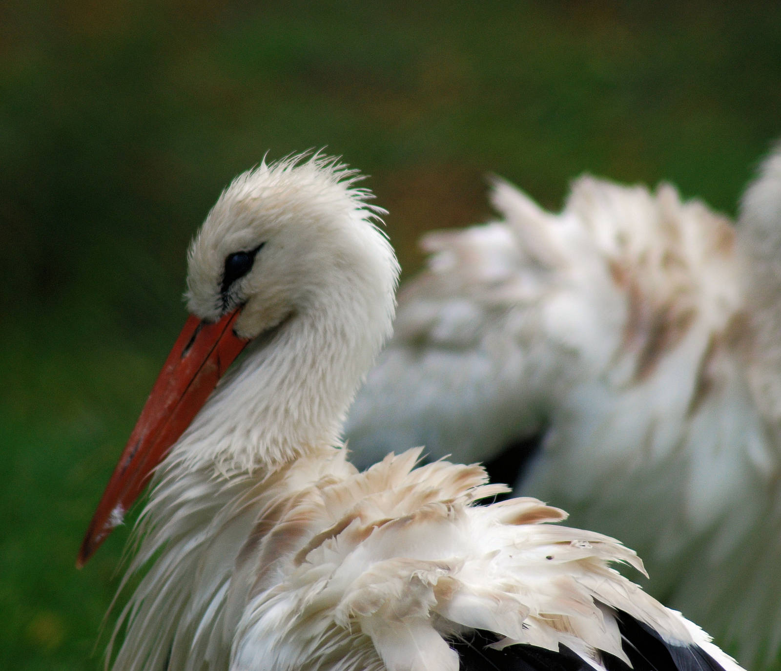 WHITE STORK