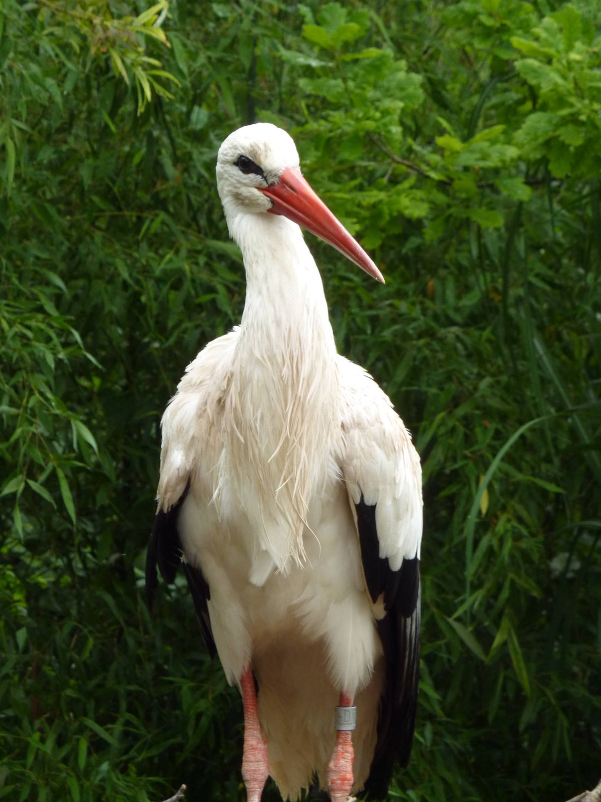 White stork