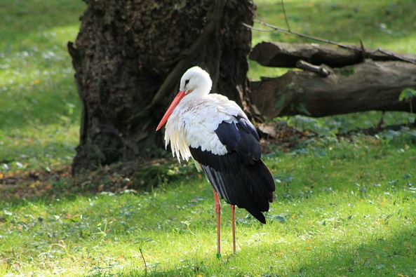 White Stork