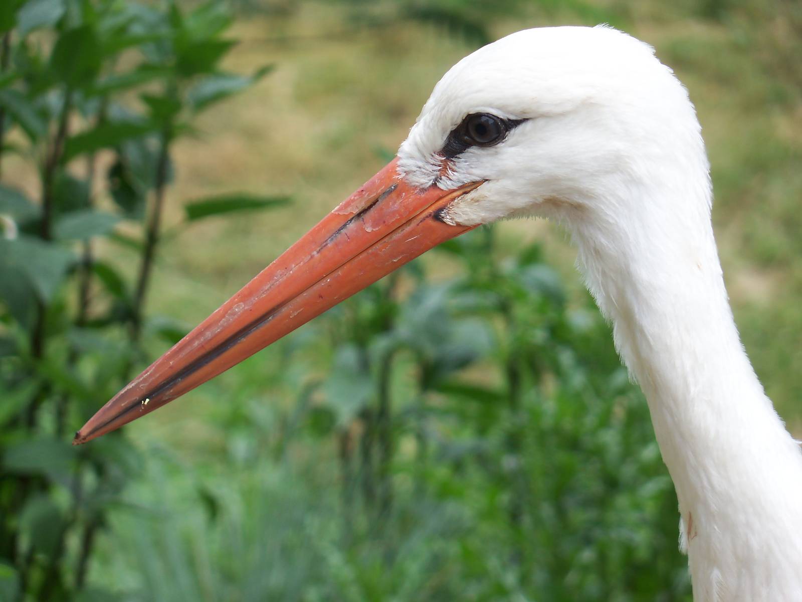 White Stork