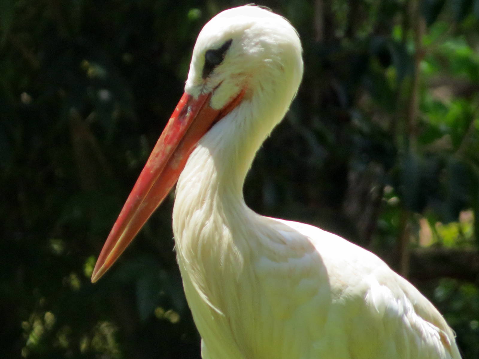 White Stork