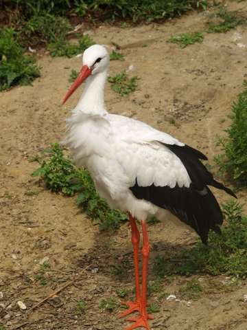white stork