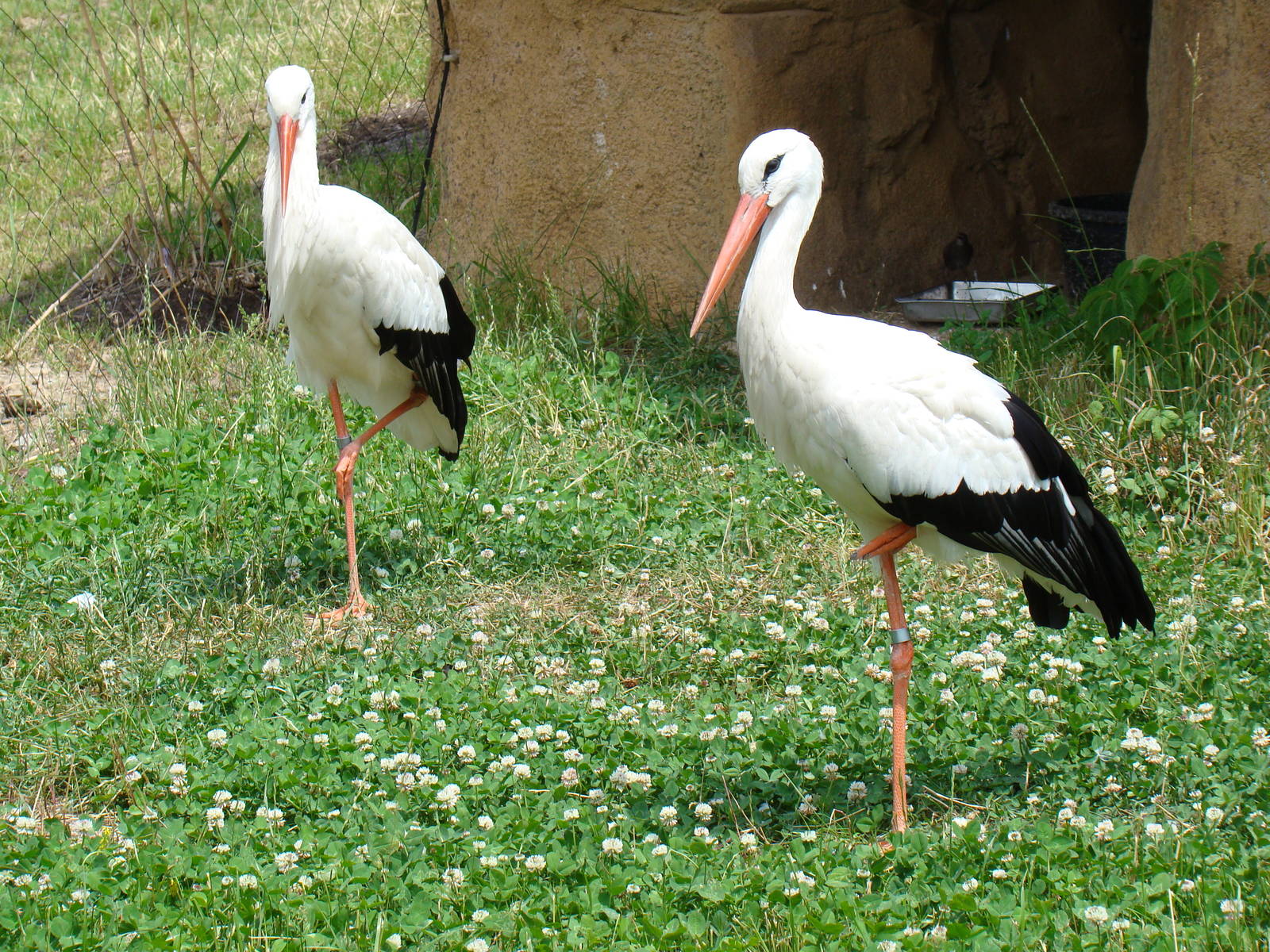 White Stork