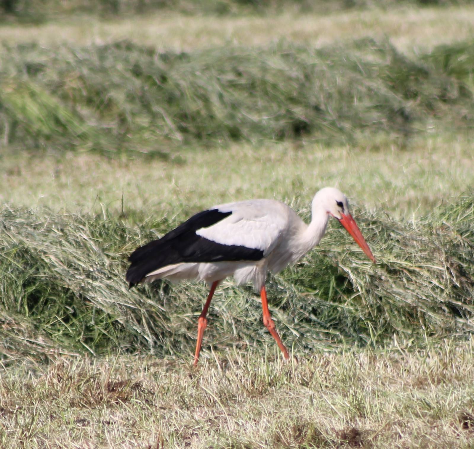 White stork