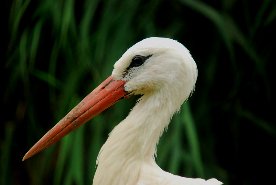 WHITE STORK