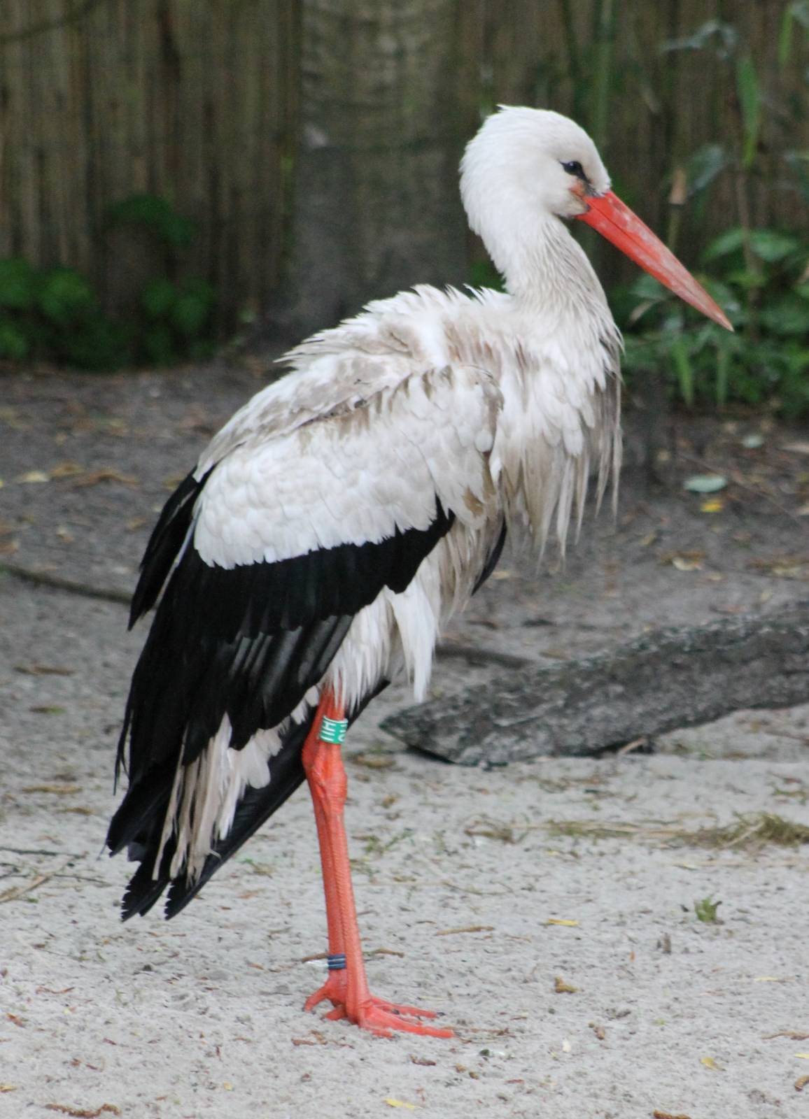 White stork