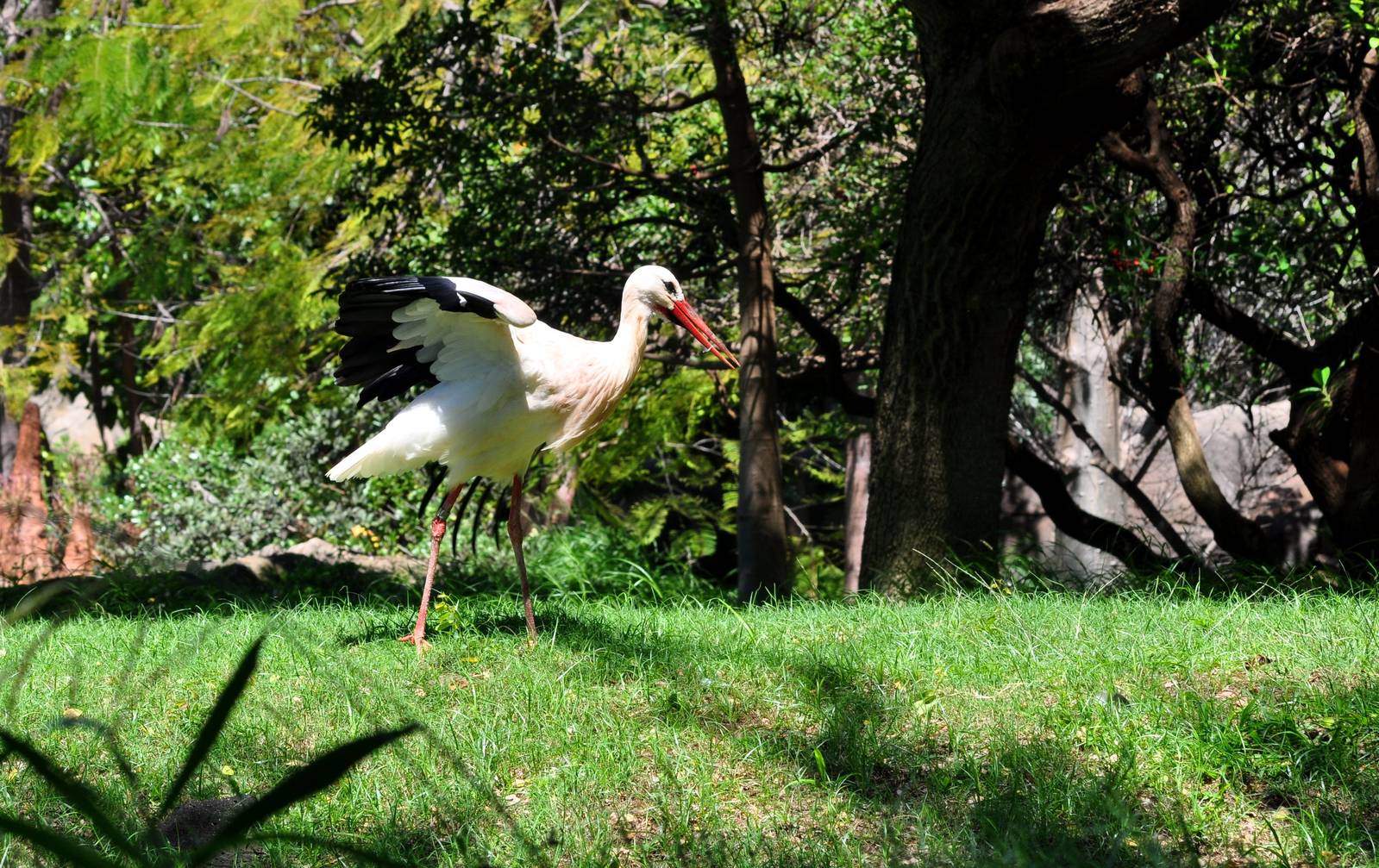 White Stork