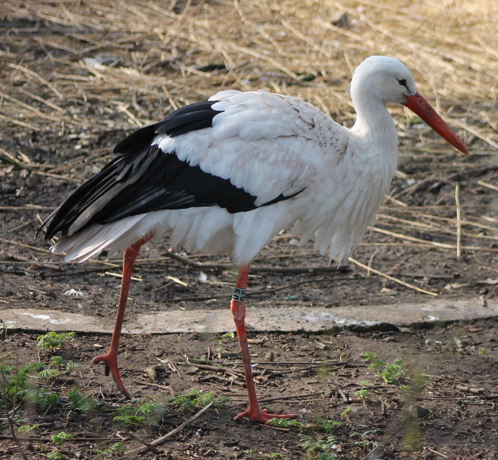 White stork