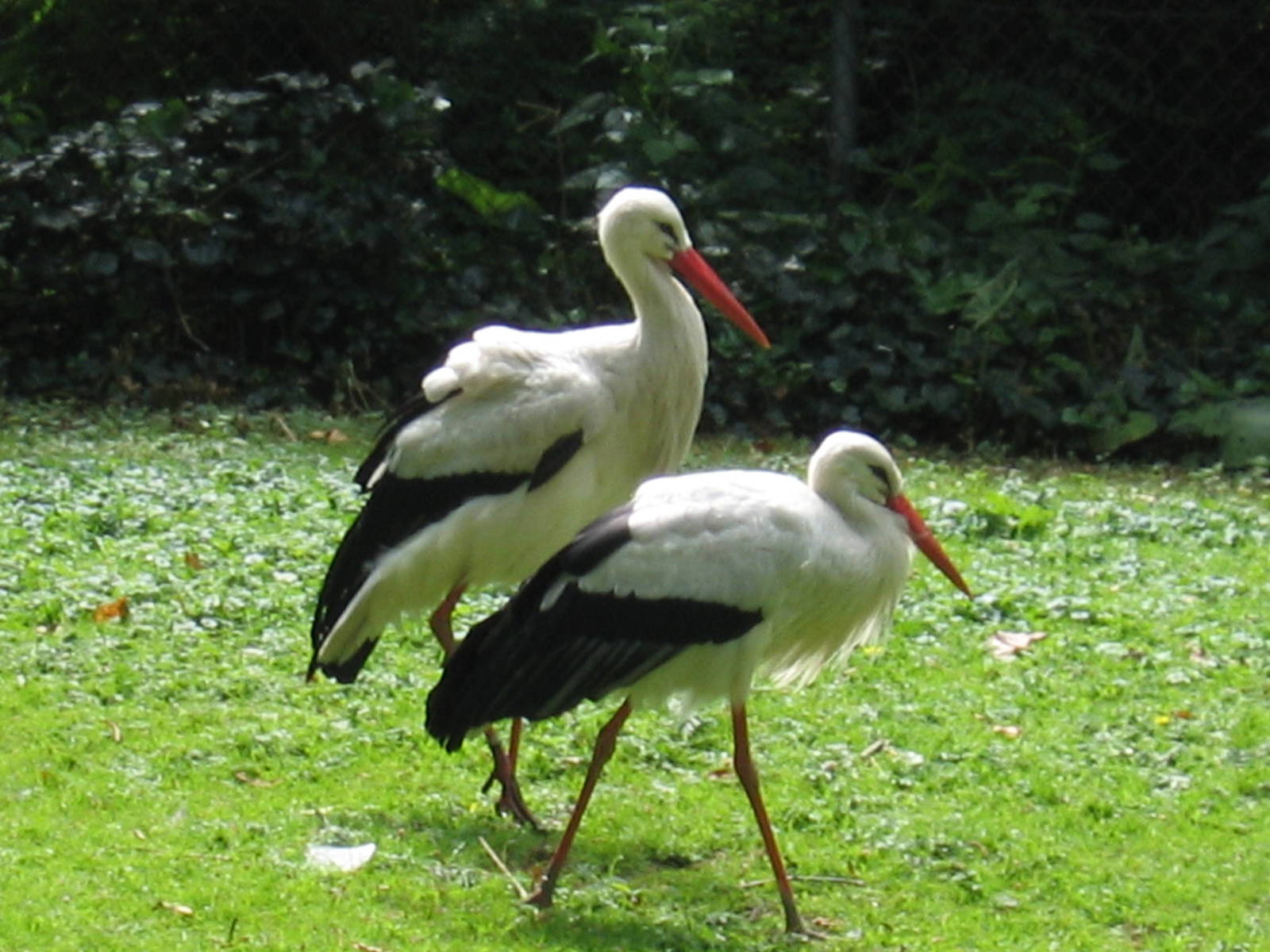 White Stork