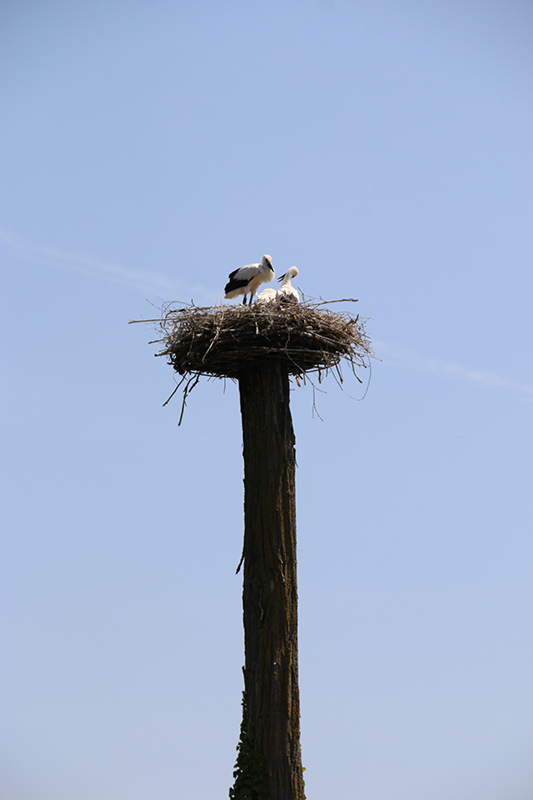 white stork