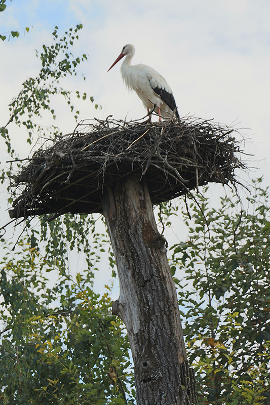 white stork