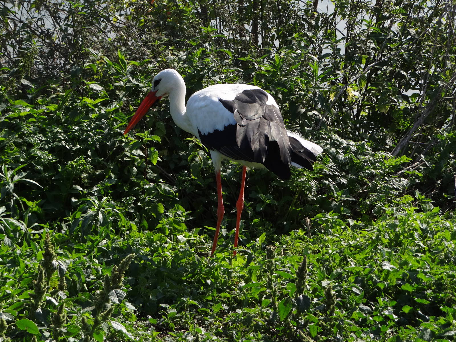 White Stork