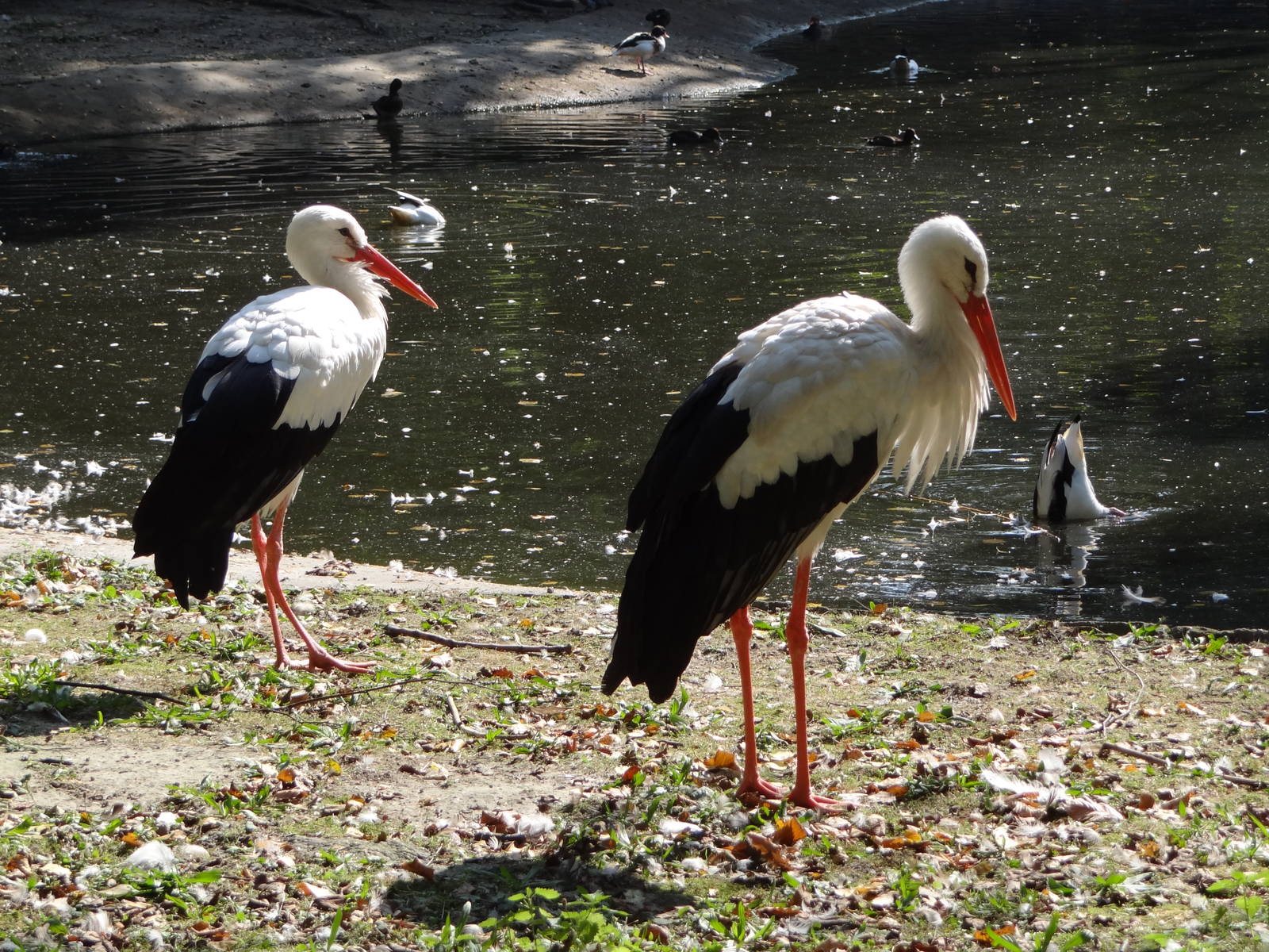 White Stork