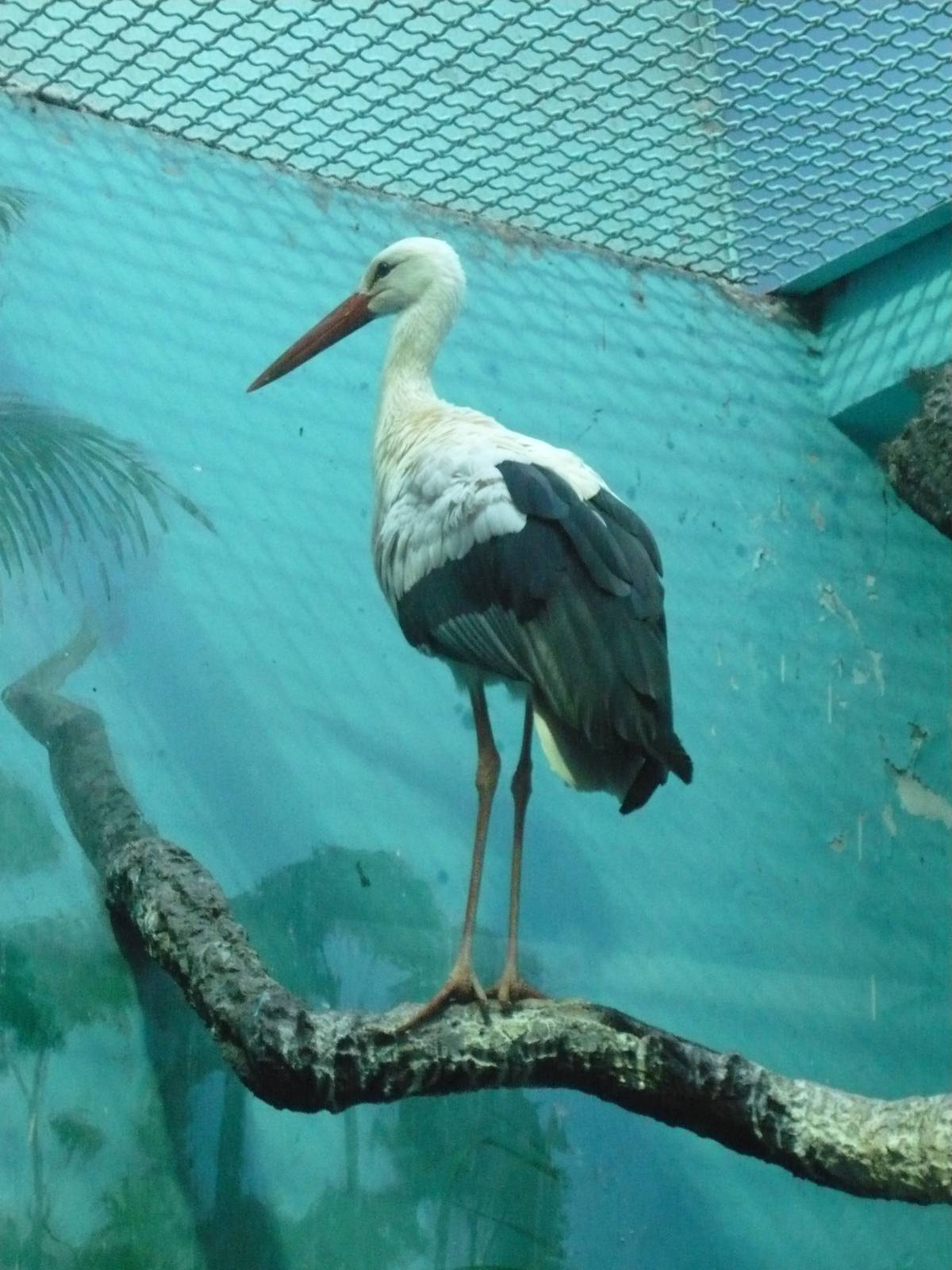 White stork