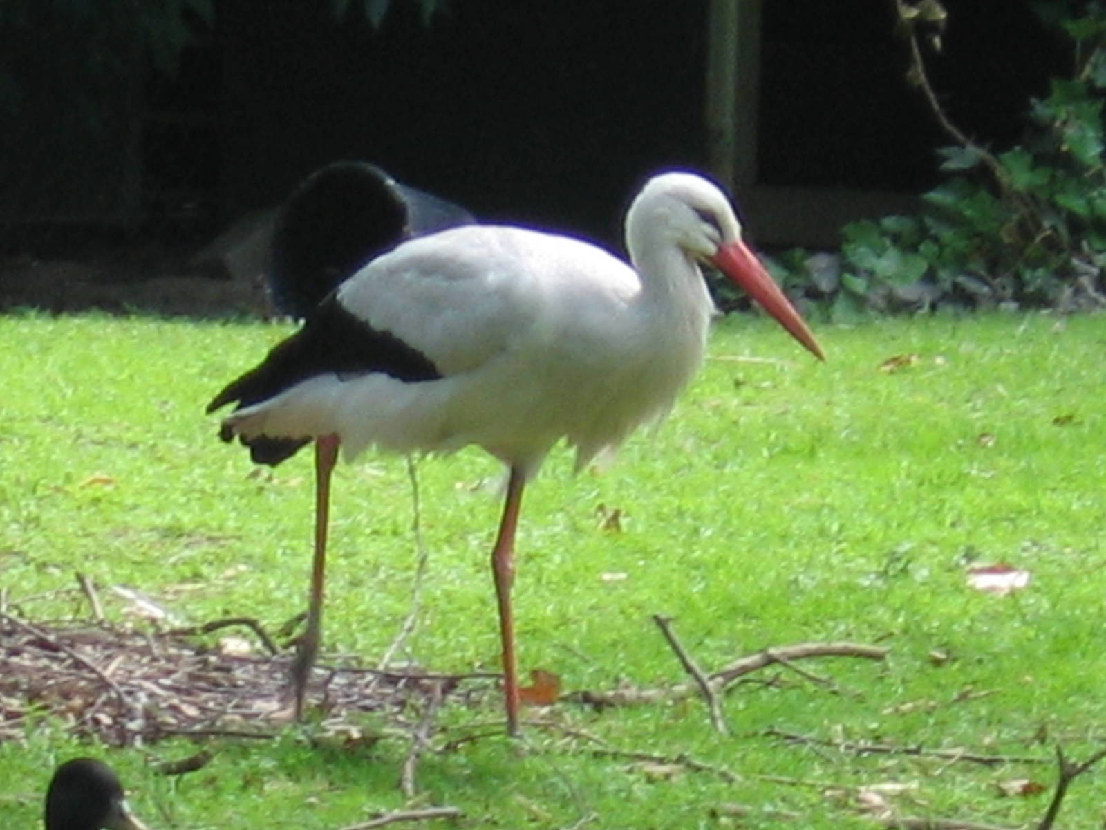 White Stork