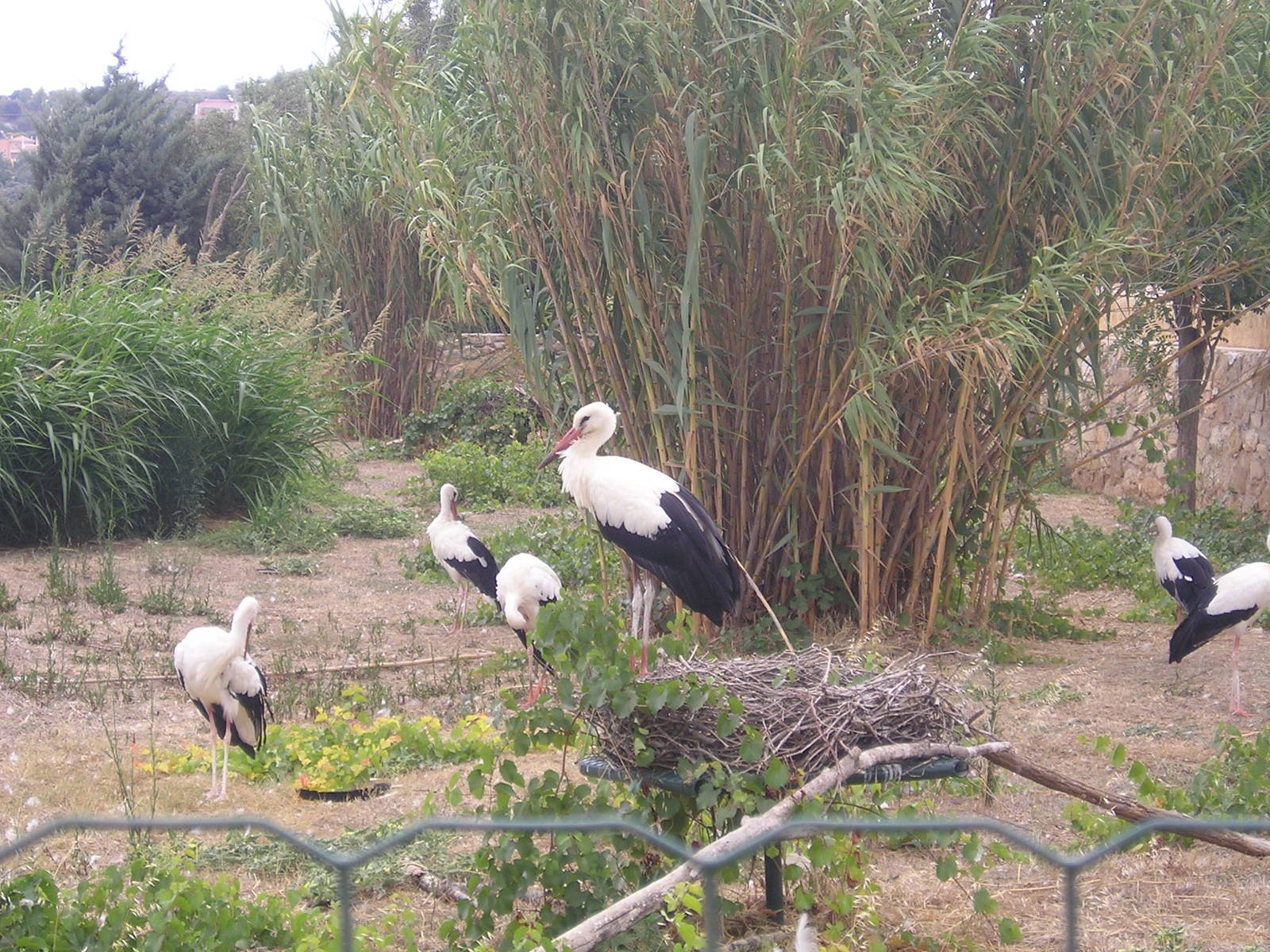 White stork