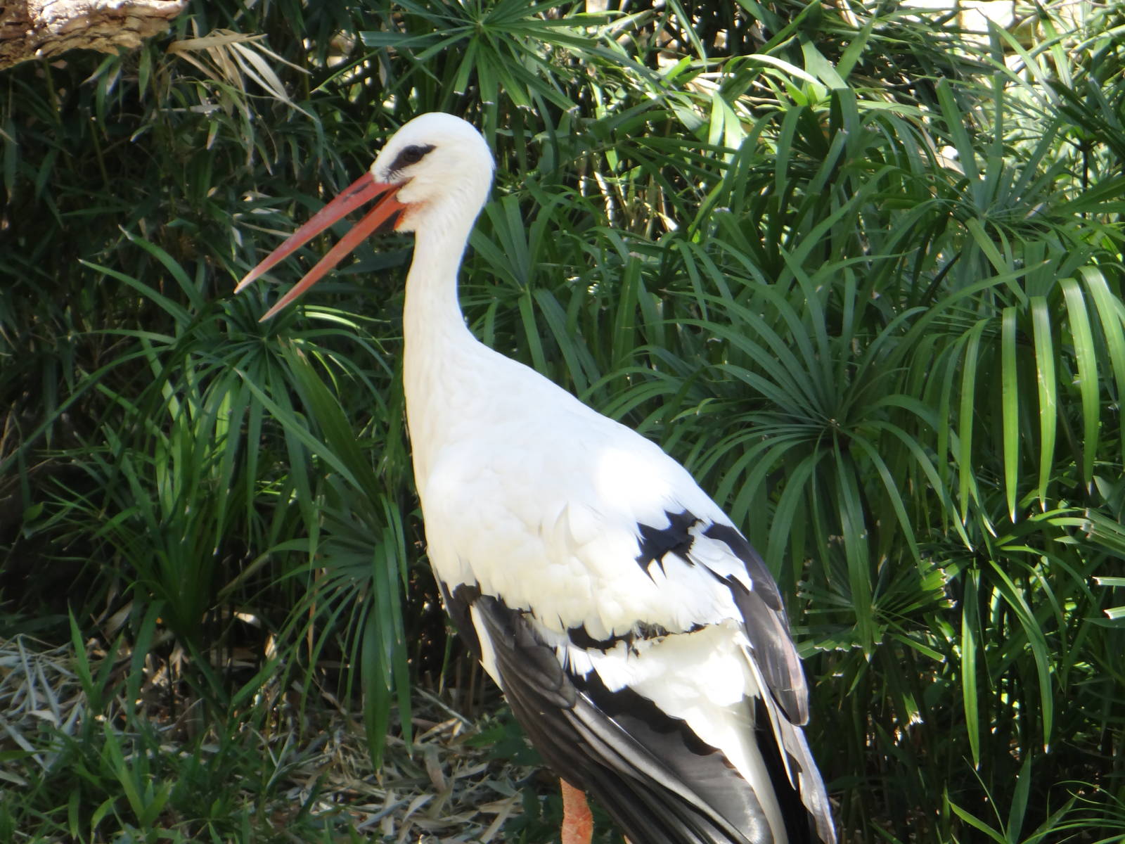 White stork
