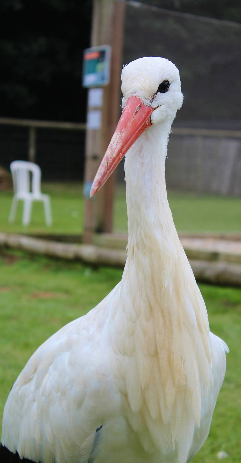 White Stork