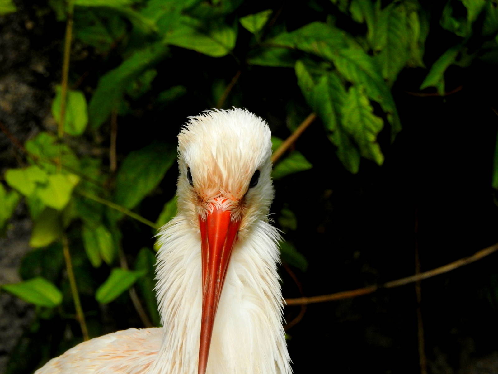 White Stork