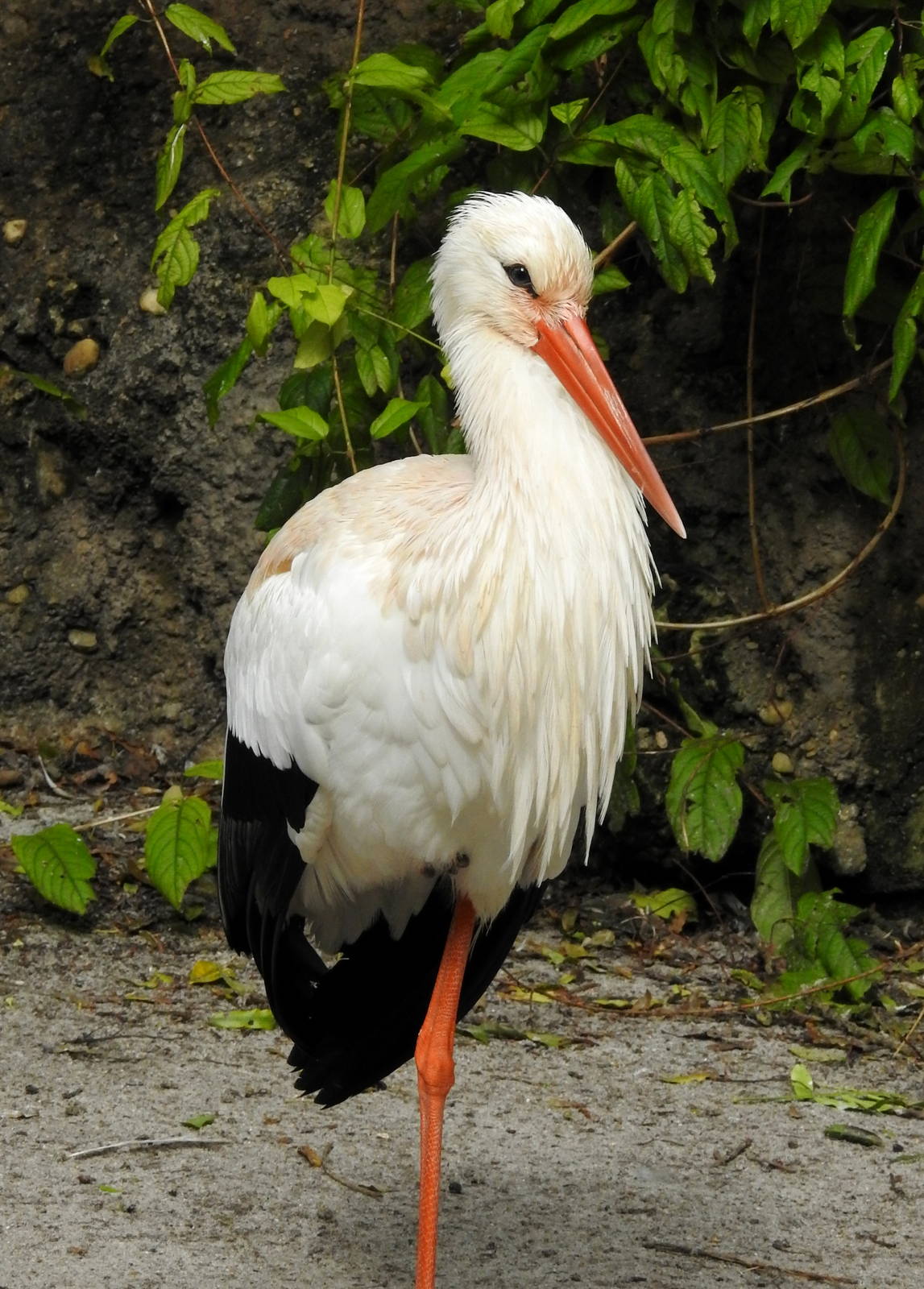 White Stork