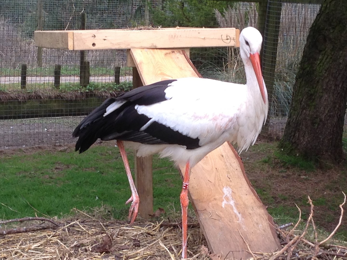 White Stork