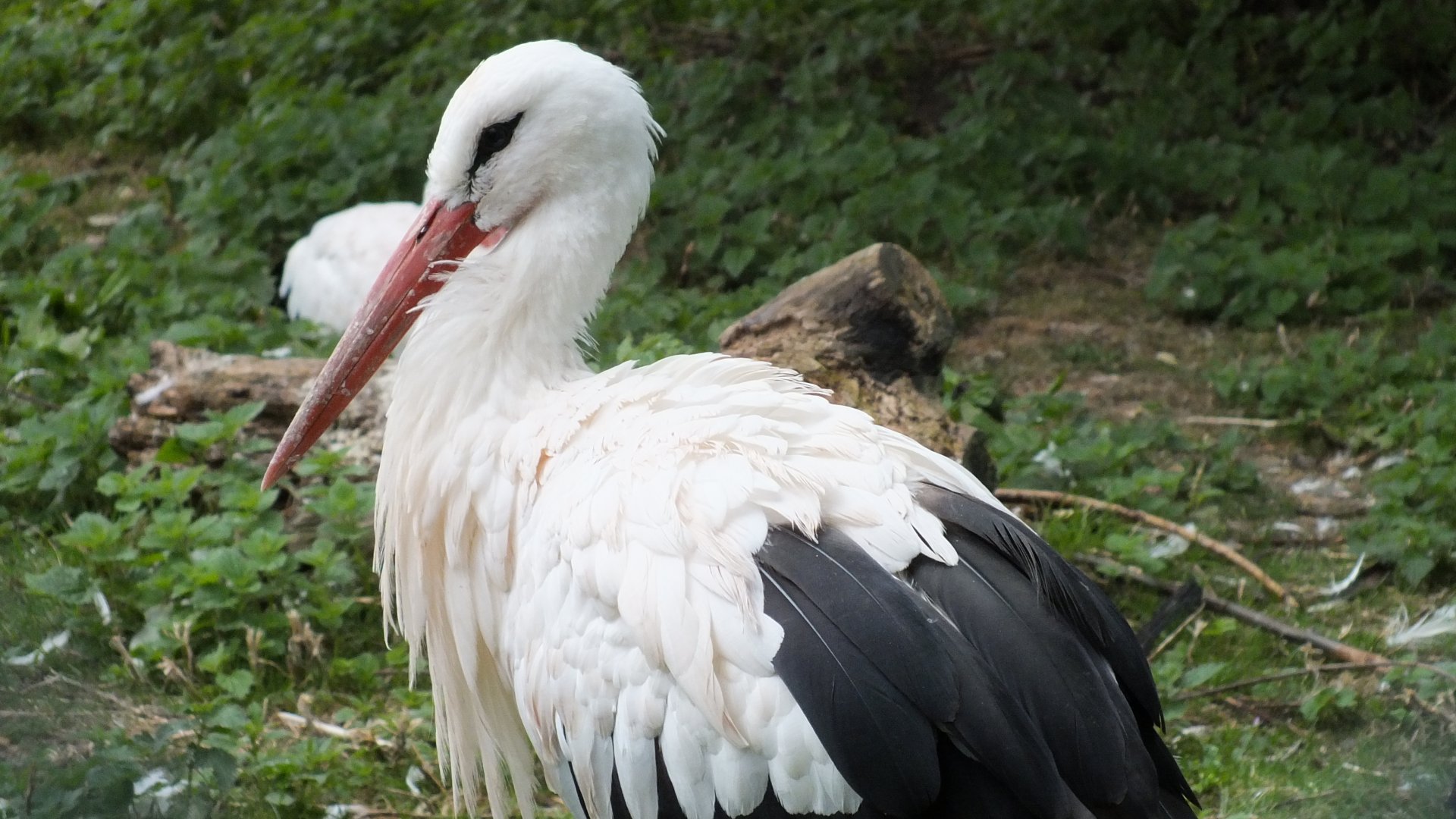 White Stork