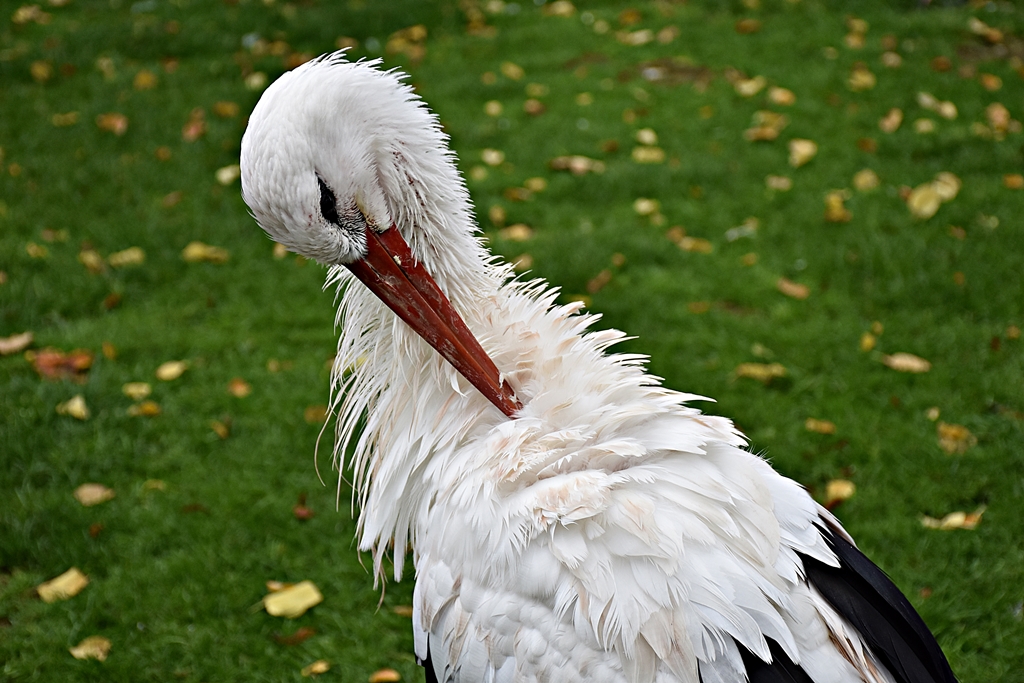 White stork