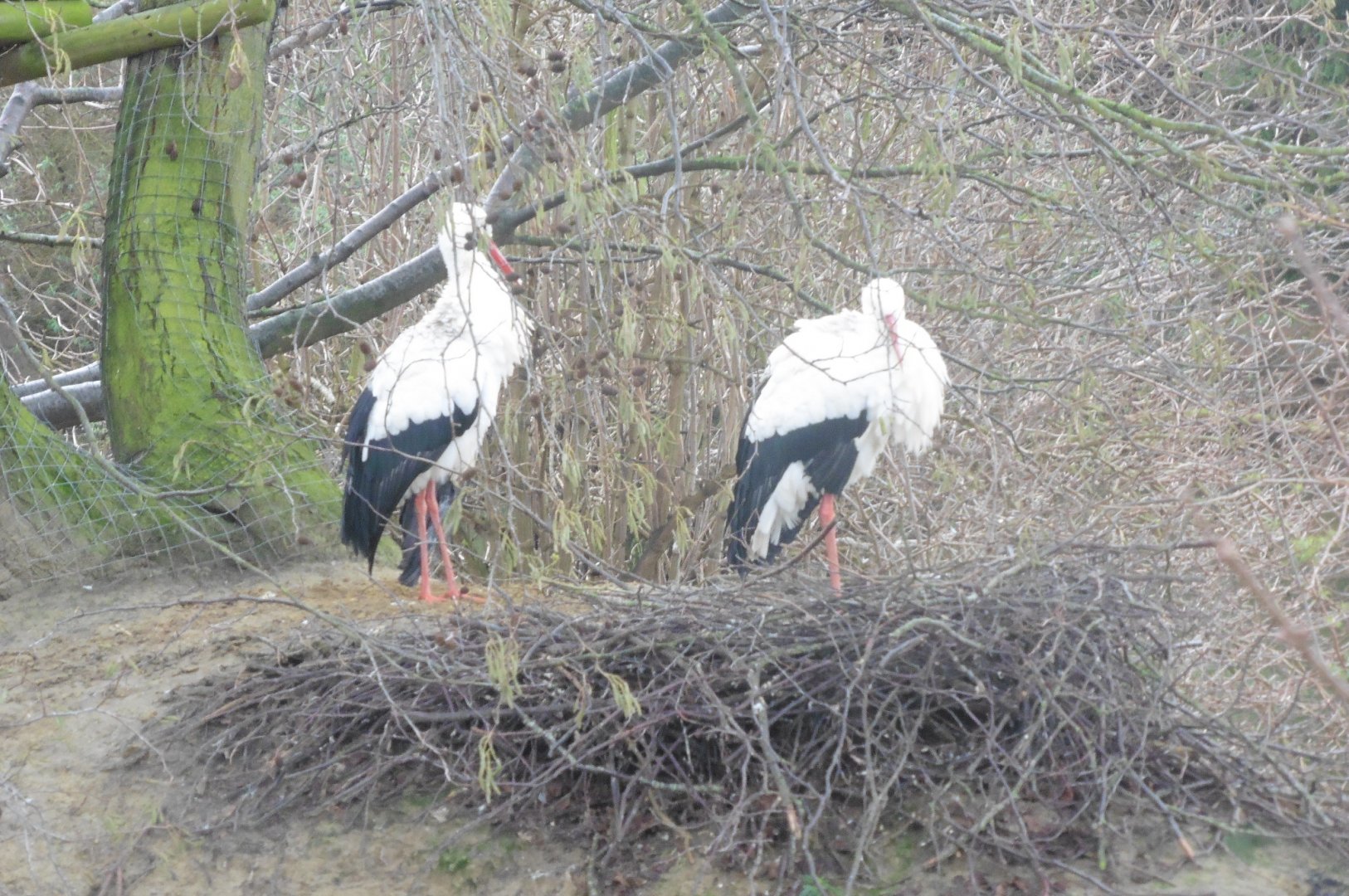 White Stork