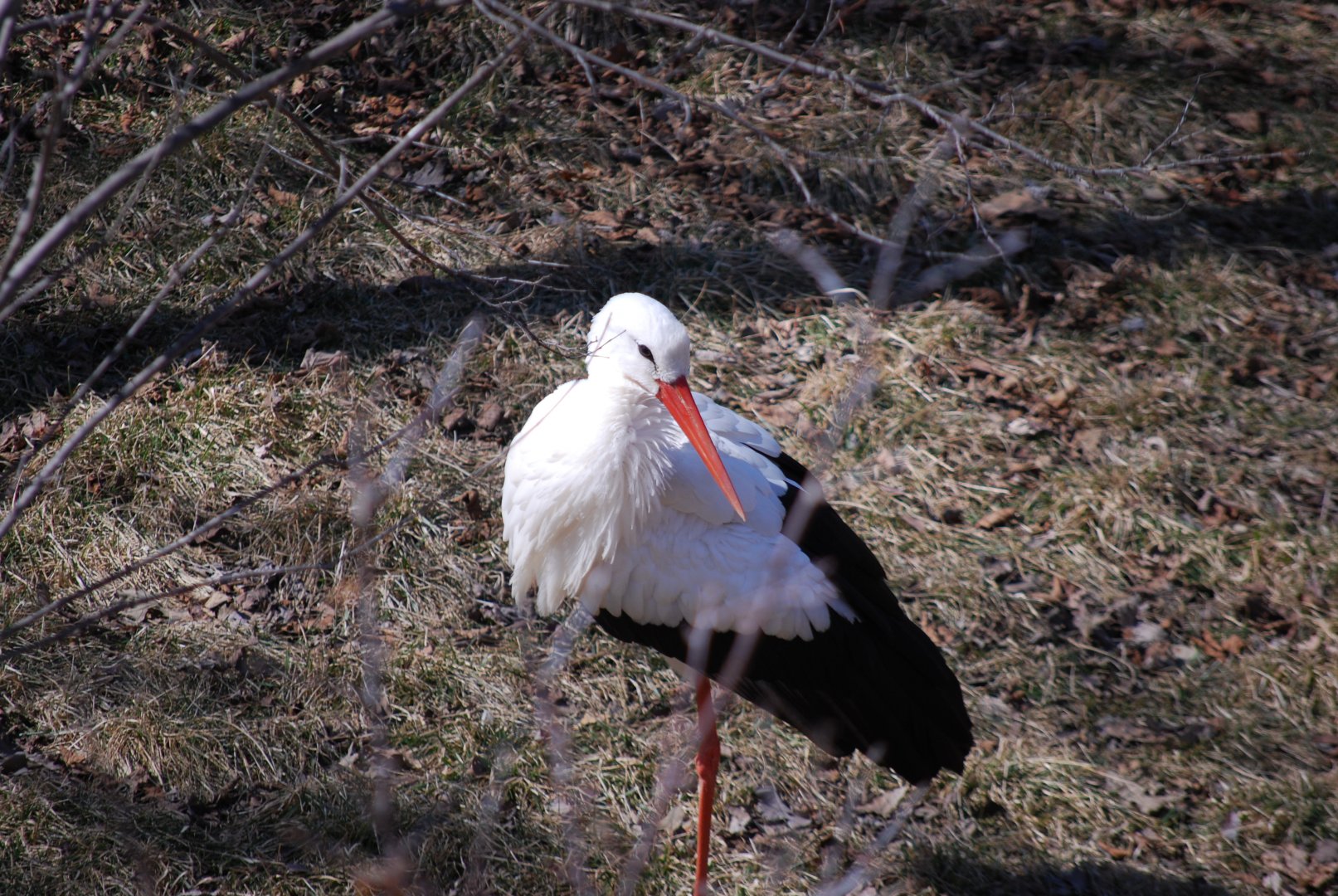White Stork
