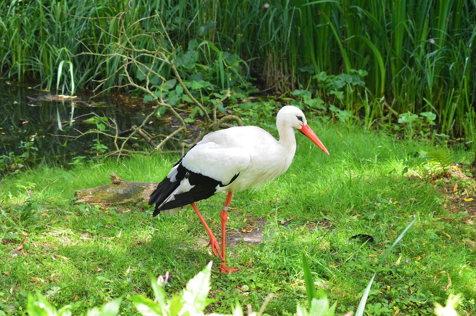 White stork