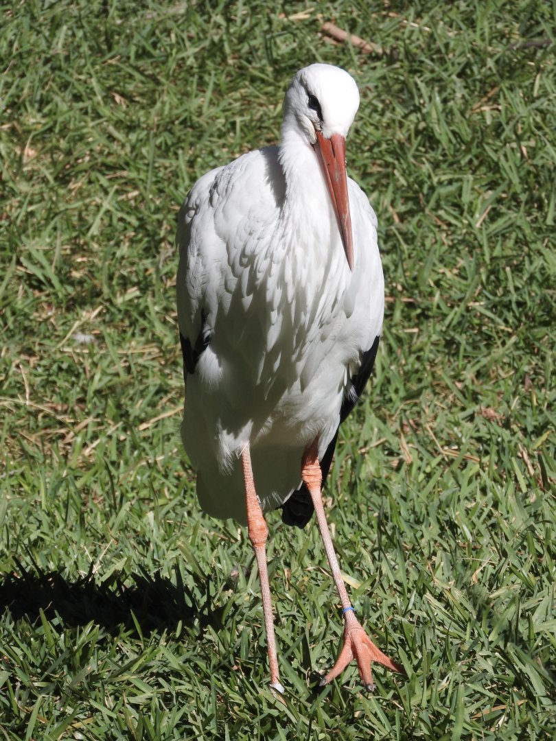 White Stork