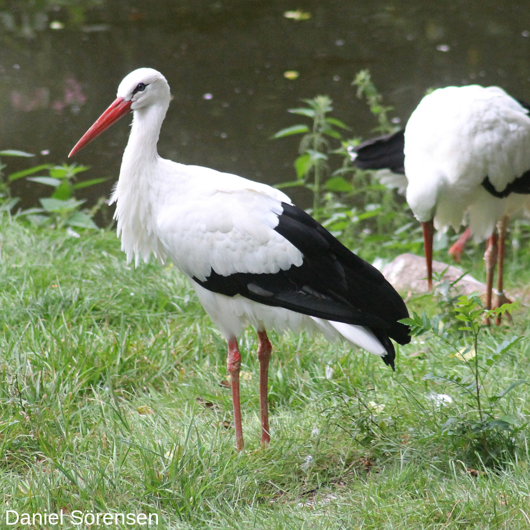 White stork