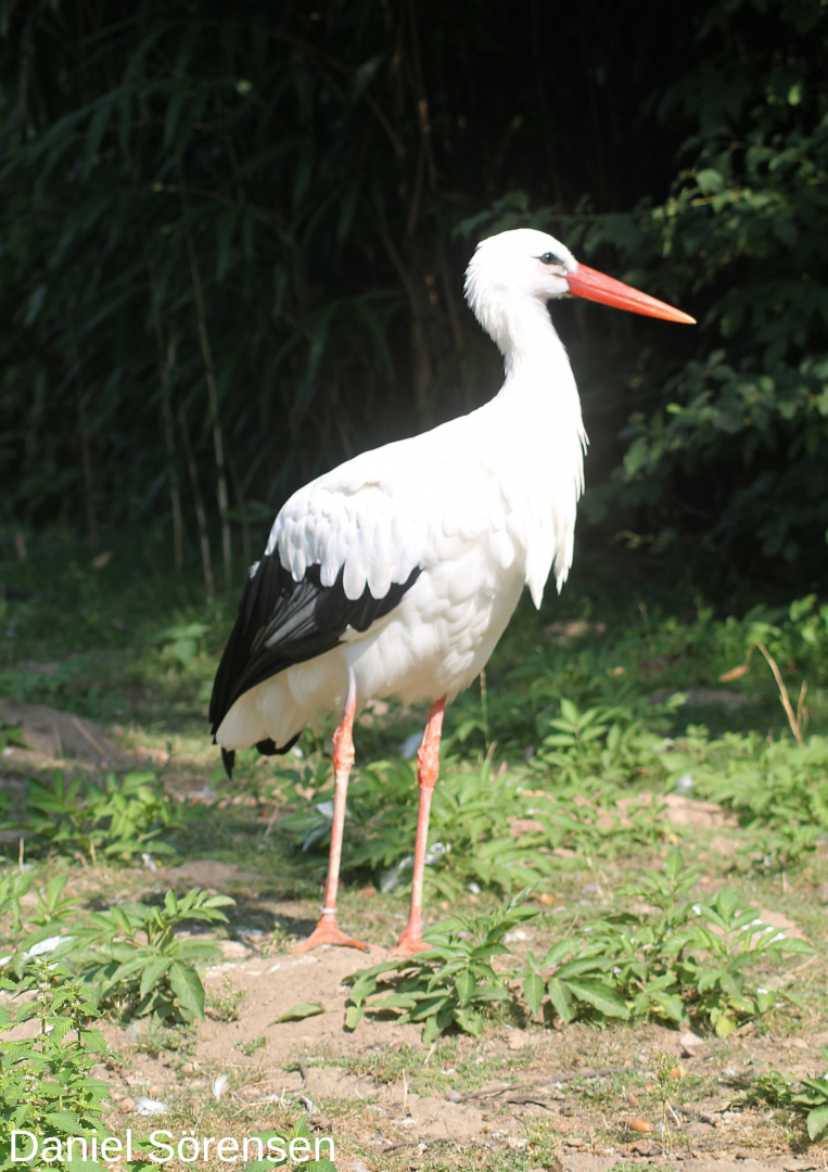 White stork