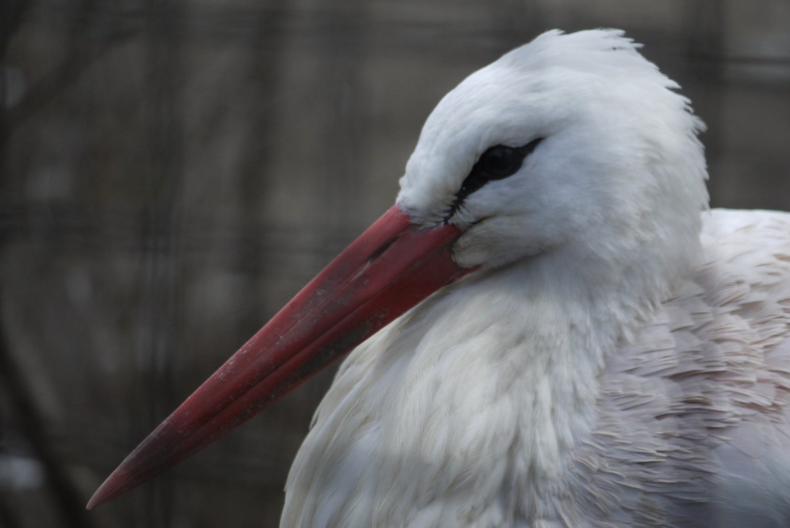 White Stork
