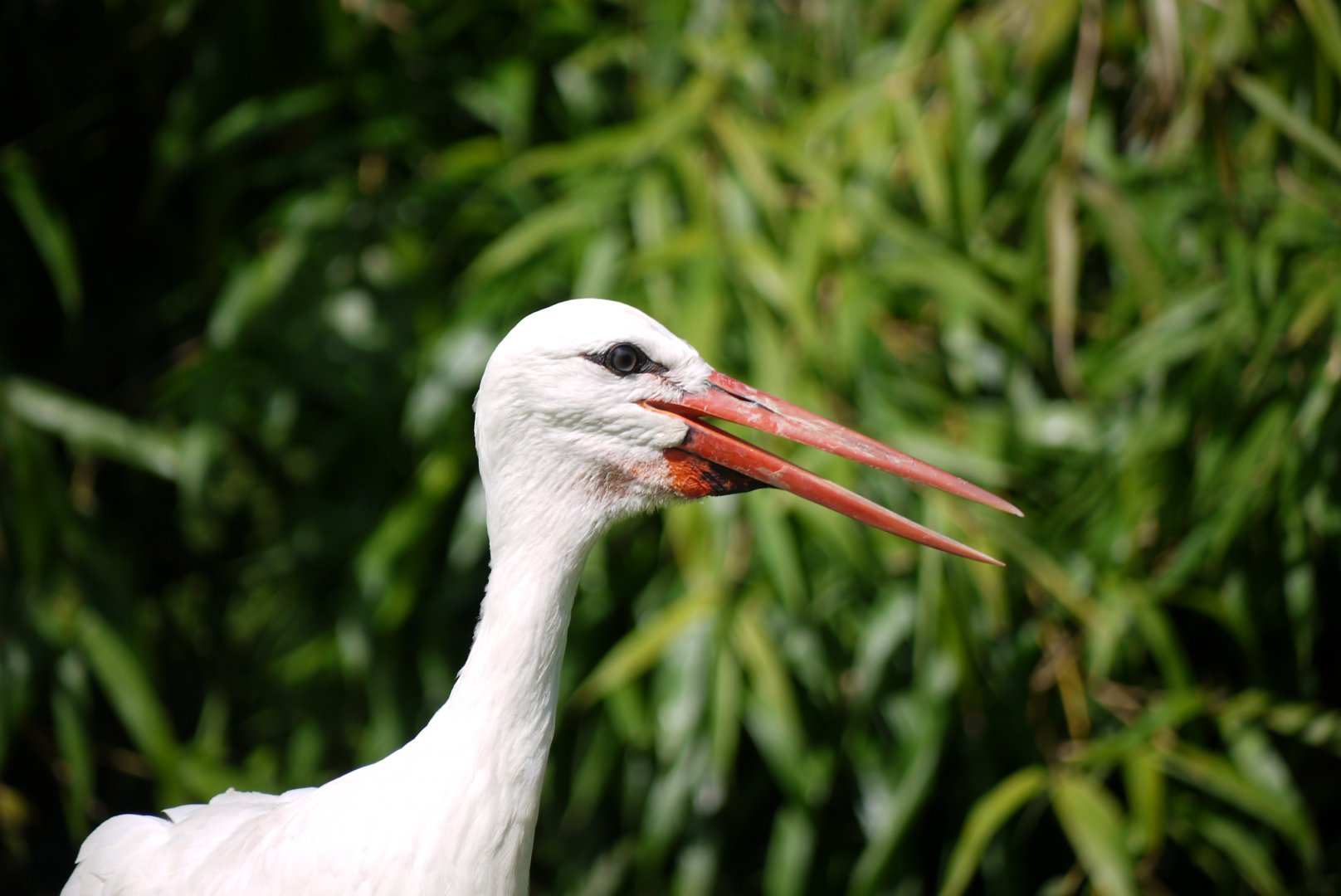 White Stork