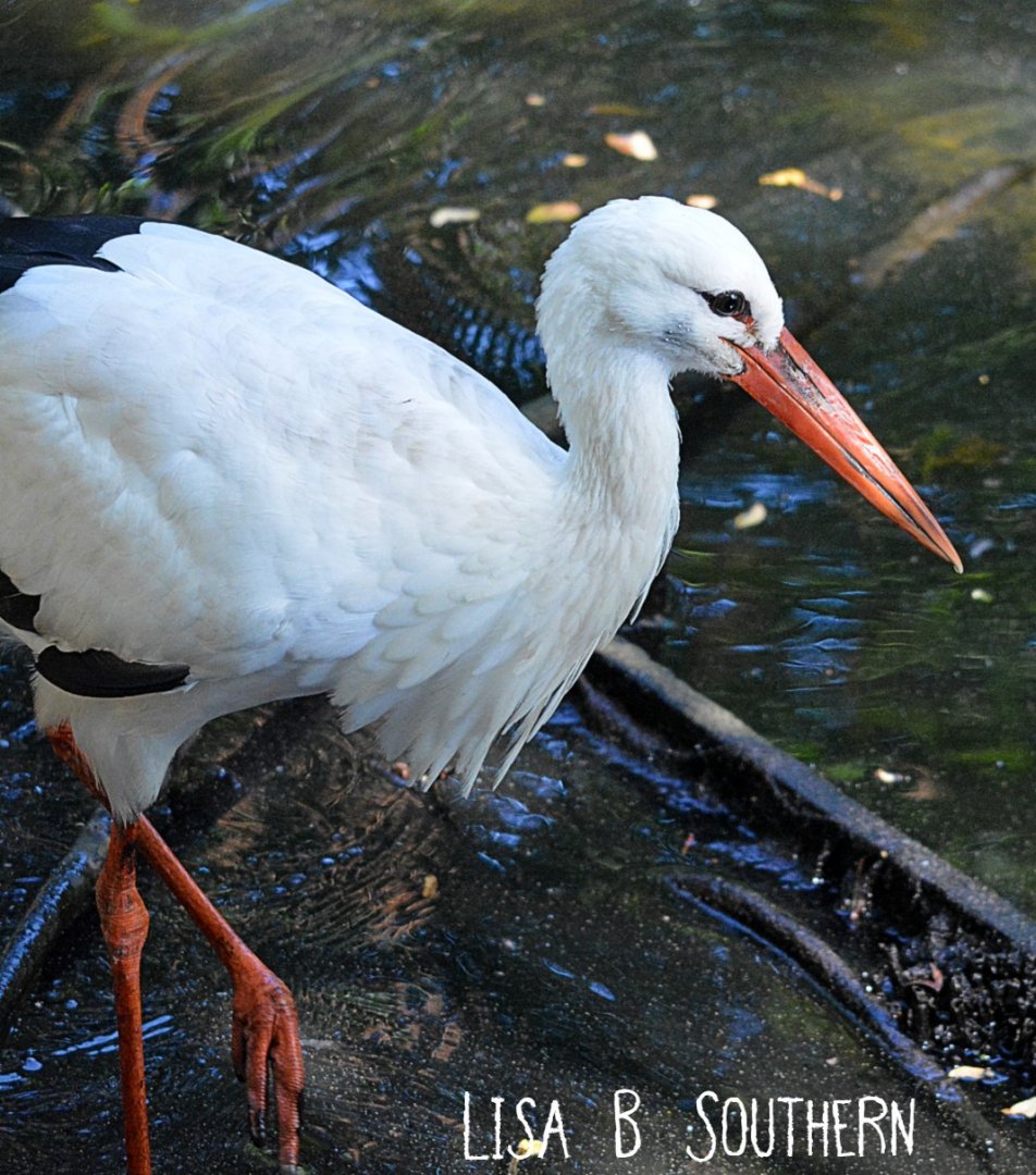 White Stork