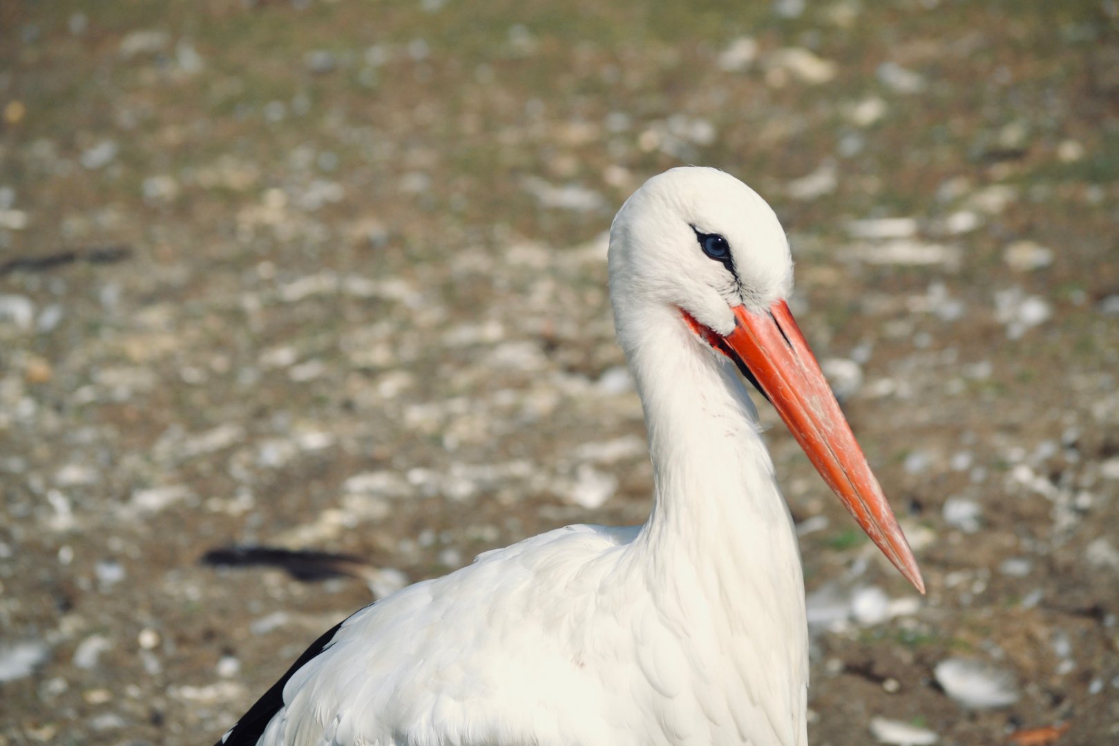 White Stork