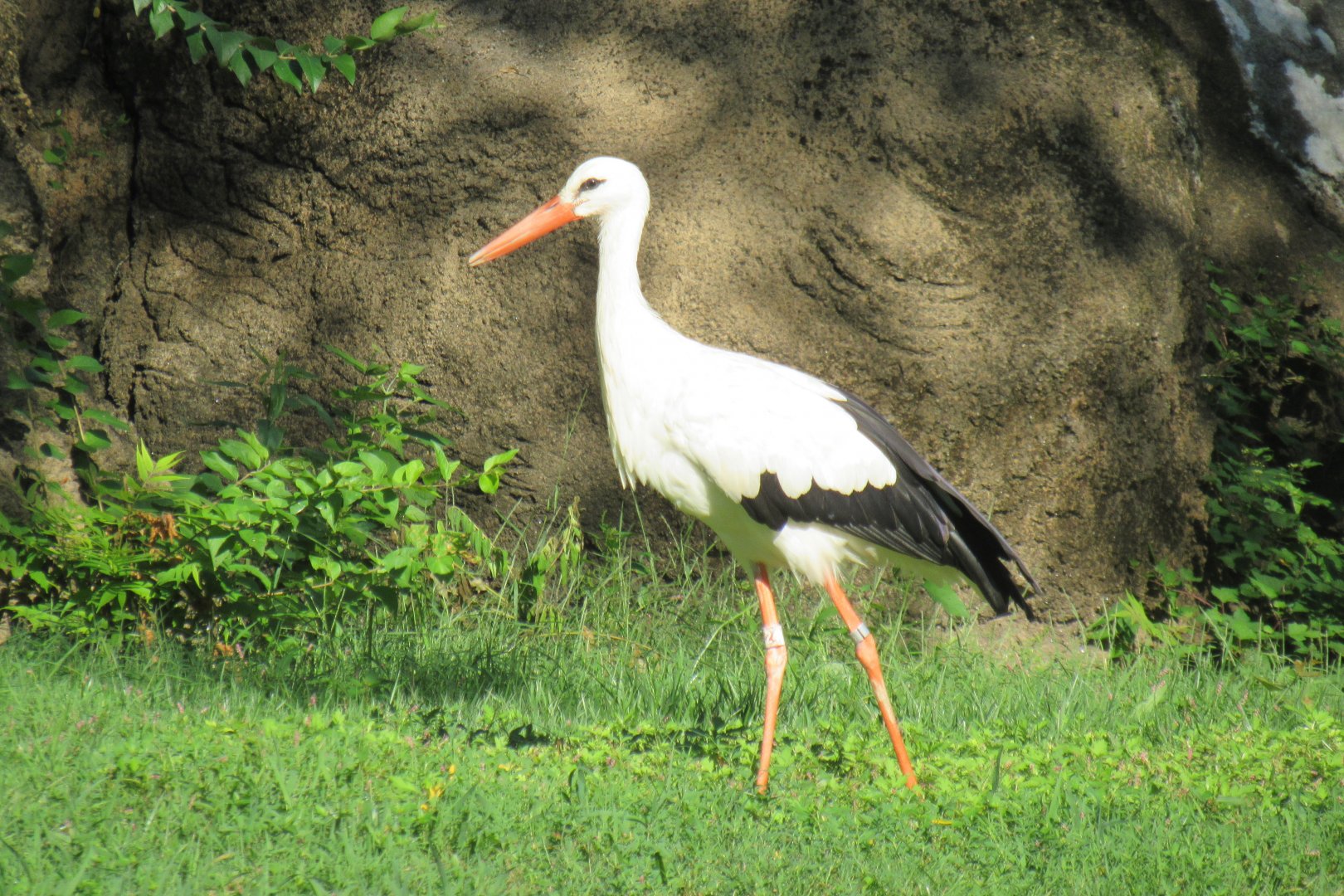 White stork
