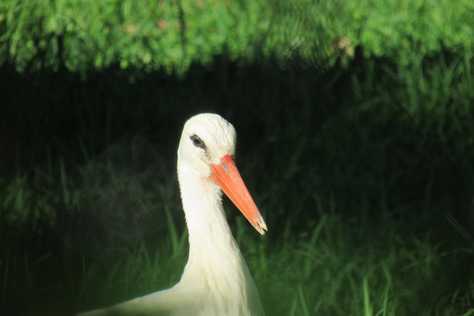 White stork