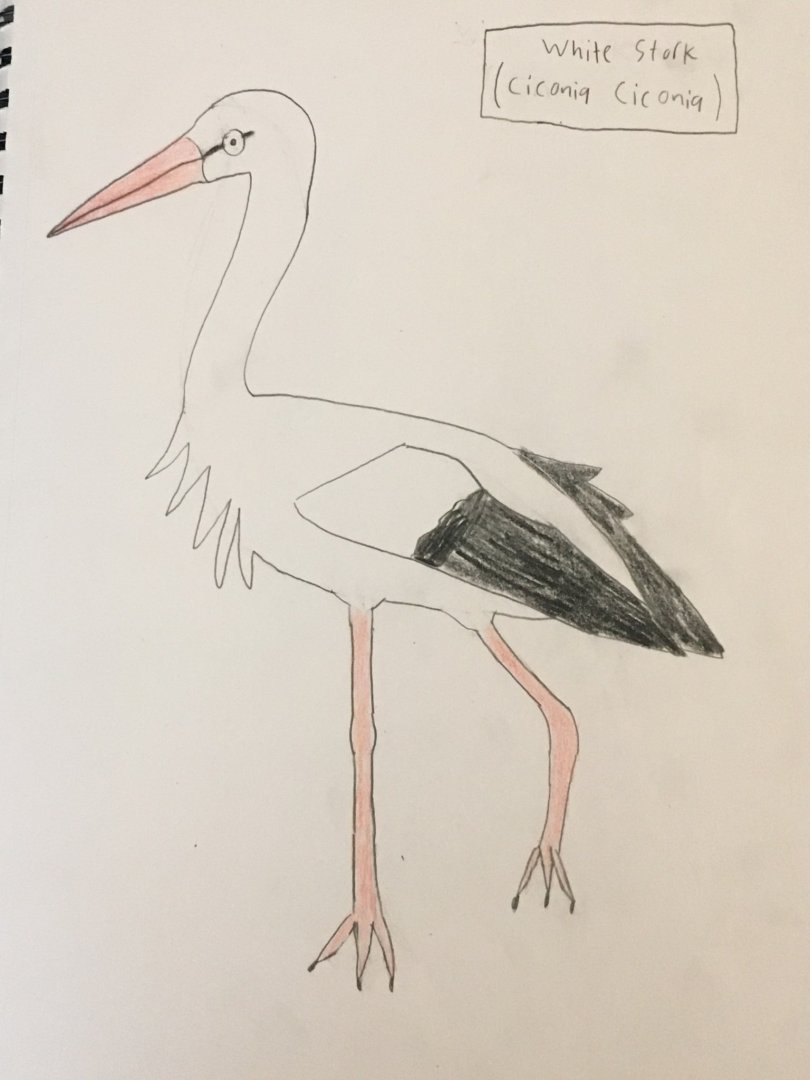 White Stork