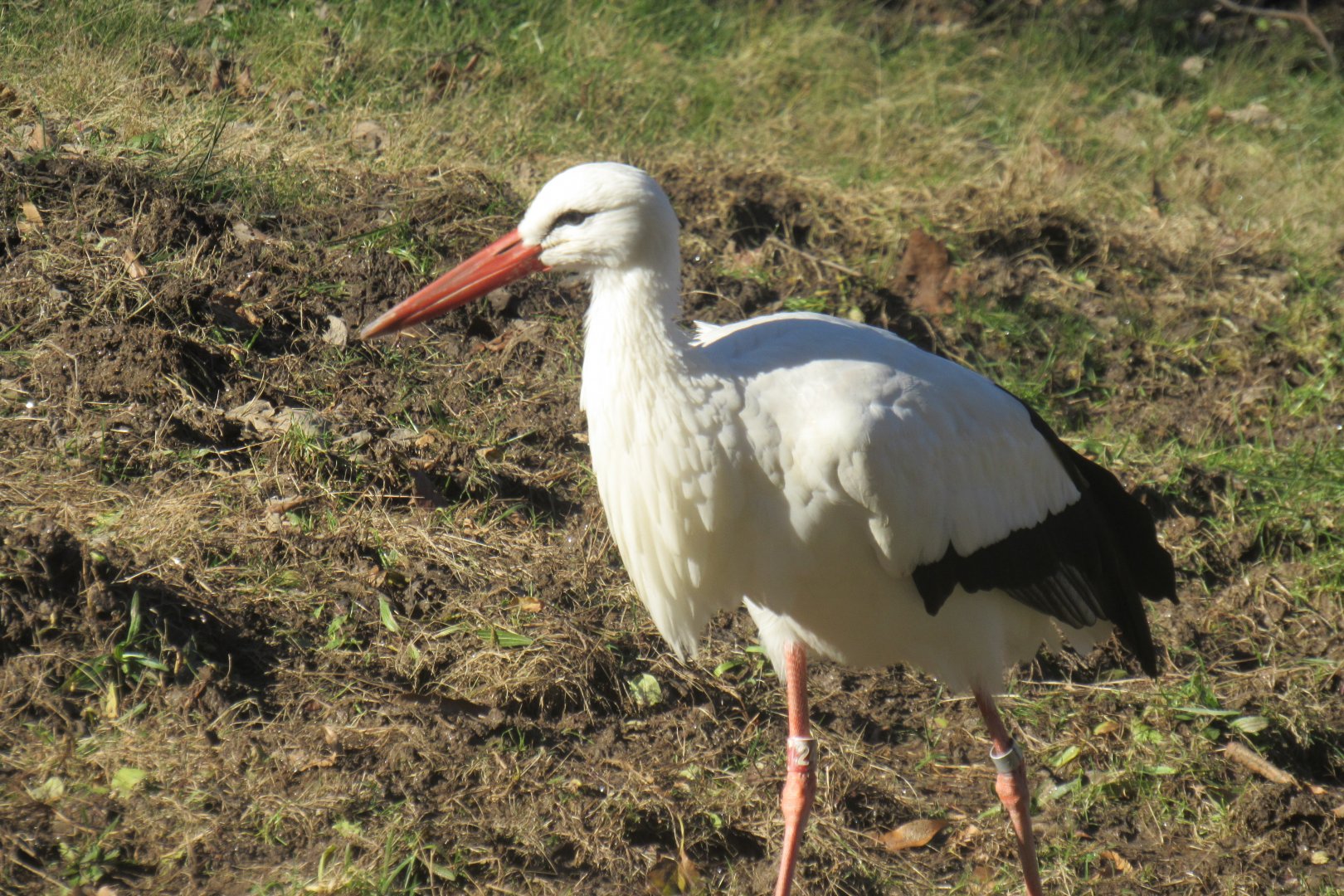 white stork