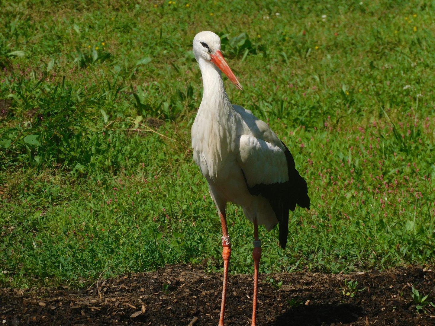 White stork