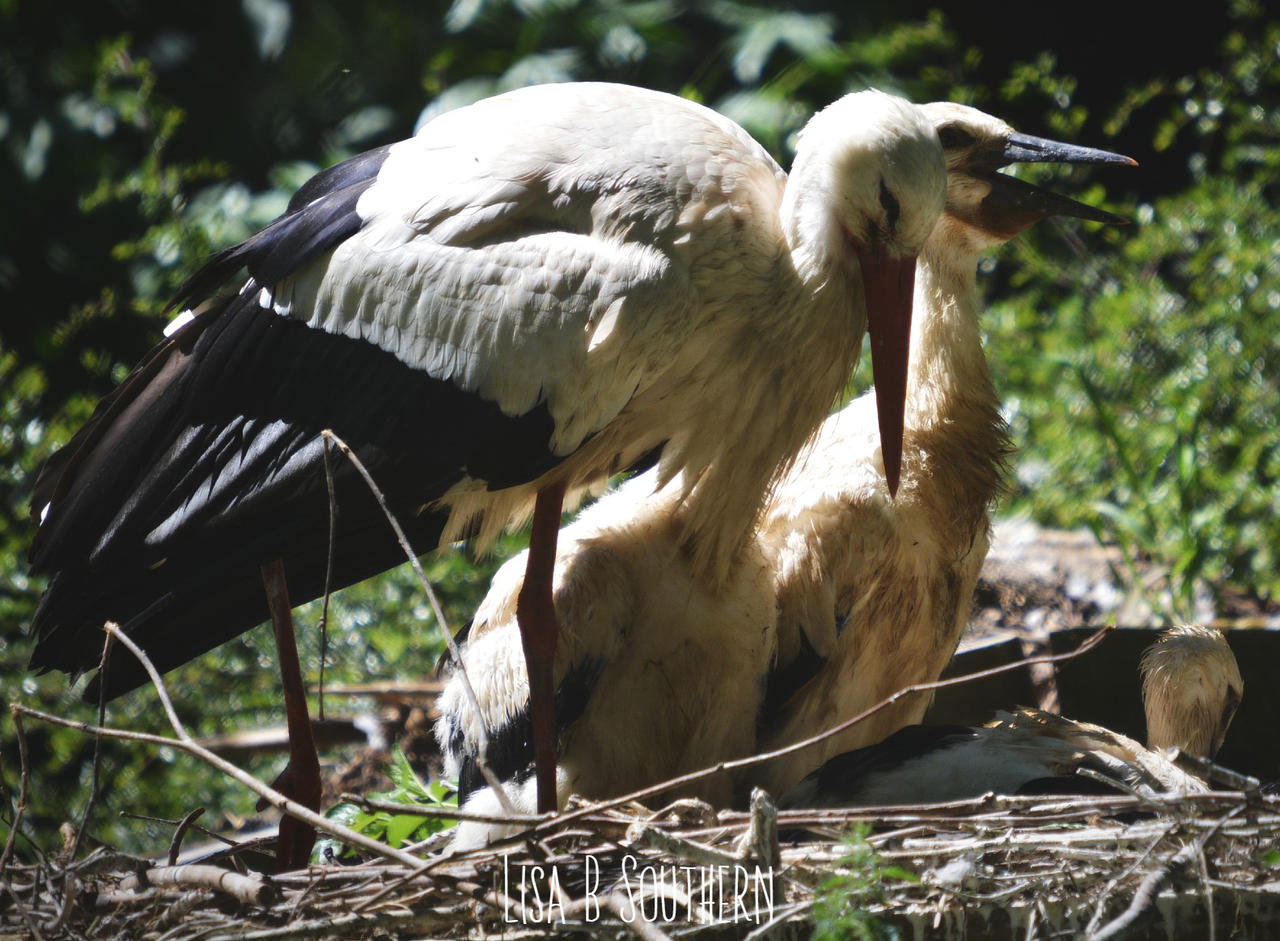 White Stork